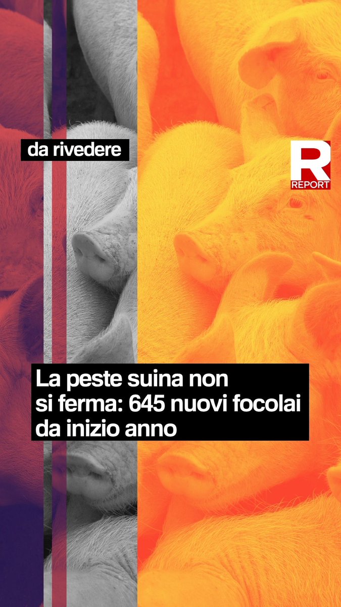 La peste suina non si ferma: 645 nuovi focolai da inizio anno. Verranno recintate la Firenze-Mare e l'autostrada del sole, per evitare che la peste suina possa diffondersi. Una misura che già aveva fatto emergere alcune criticità sulla sua efficacia👇