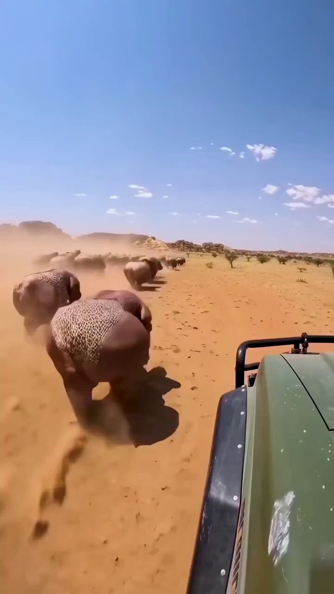 Wild Hippo of the Bombqueefa tribe.