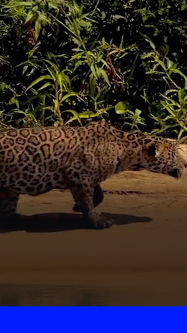 Brésil: un jaguar s'attaque à un caïman au milieu de l'eau