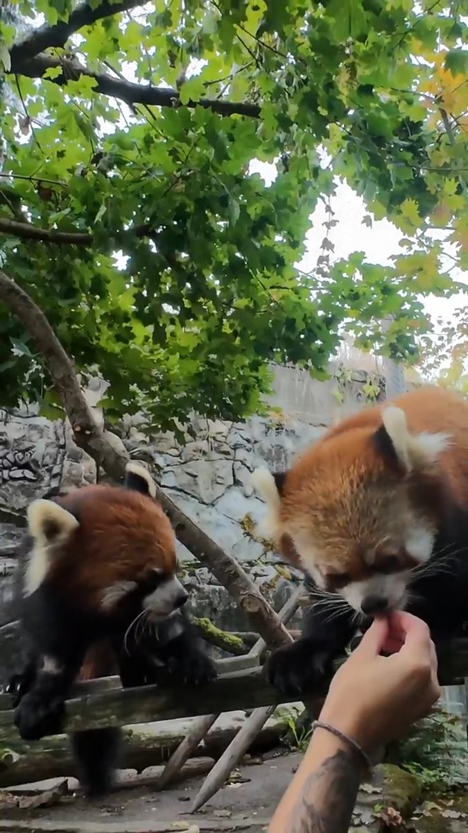 Enoki and Liu are reddy for their close up The Oregon Zoo is celebrating International Red Panda Day on Saturday, Sept. 19! Stop by to see red panda pals Enoki and Liu from 9:30 a.m. to 3 p.m. and chat with conservationists from the Red Panda Network.
