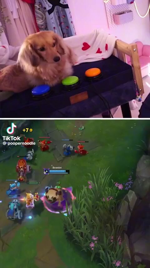 If you think your teammates are dogs, perhaps they actually are. Streamer poopernoodle 🇬🇧 set up buttons for her dog to play league with her. (Warning Yuumi gameplay) Source: poopernoodle on tiktok