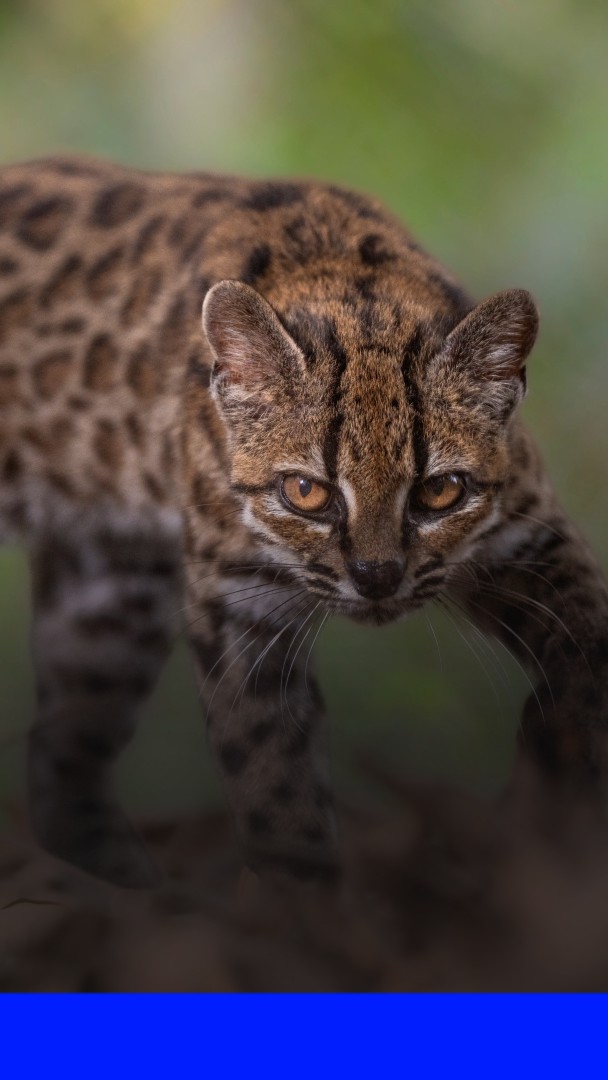 💬 "Un peu plus petit qu'un chat domestique" ➡️ Une espèce de félin sauvage, le tilcayo, a été découverte en Bolivie, une première en un siècle