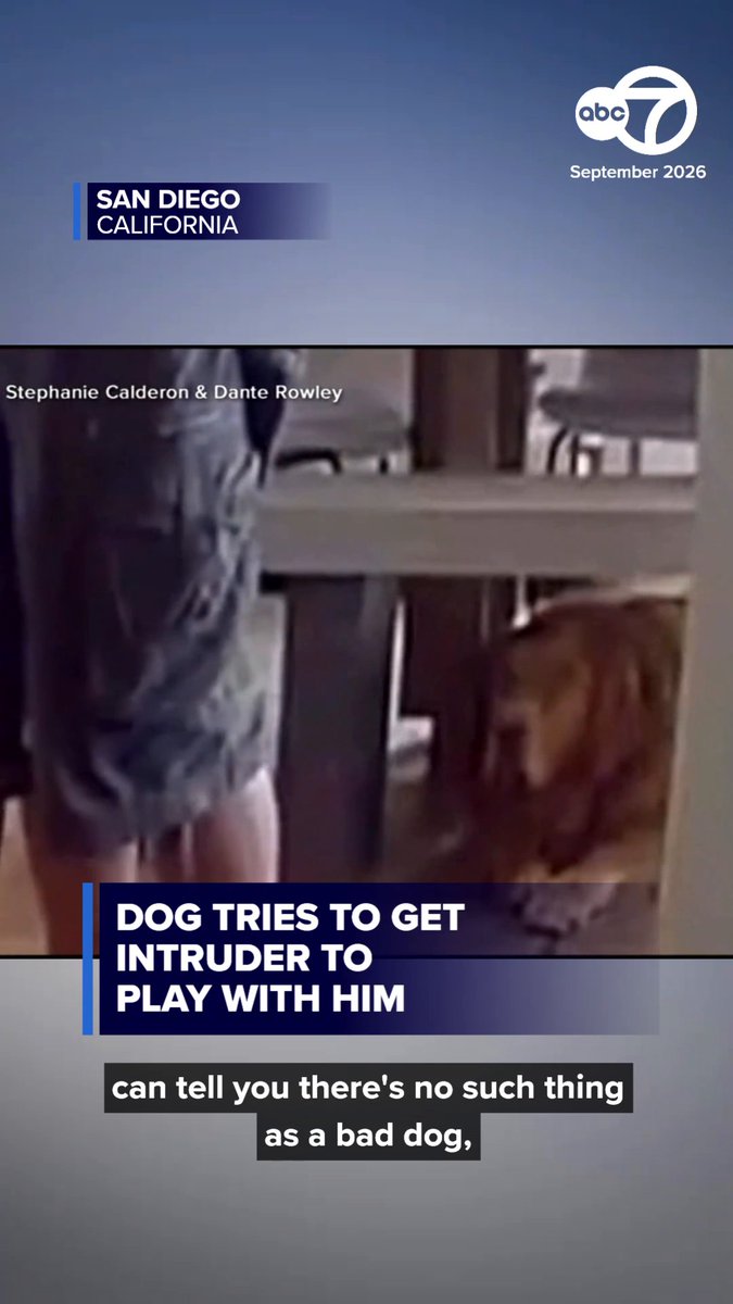 An intruder broke into a San Diego home while Nash, a golden retriever, was home alone. Nash immediately jumped into action — offering the intruder a toy. 😅