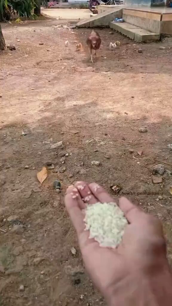 Anneliğin her canlıda başka bir güzelliği var: Önüne bırakılan yemden kendisi tek lokma almayan anne tavuk, yiyecekleri tek tek ağzına alıp yavrularının önüne bırakarak hepsini besledi.