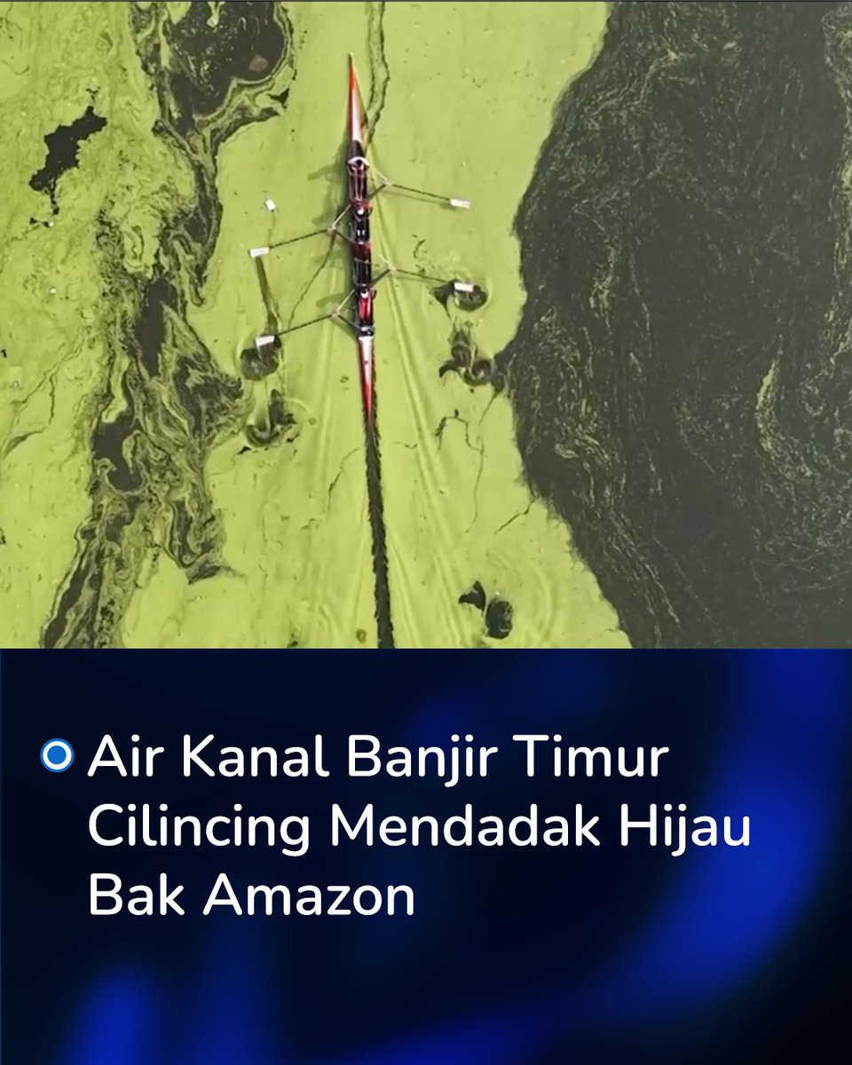 Air Kanal Banjir Timur di Cilincing, Jakarta Utara, berubah hijau akibat pertumbuhan metalele atau duckweed saat musim kemarau. Meski begitu, aktivitas warga dan atlet di sekitar lokasi tetap berjalan normal.