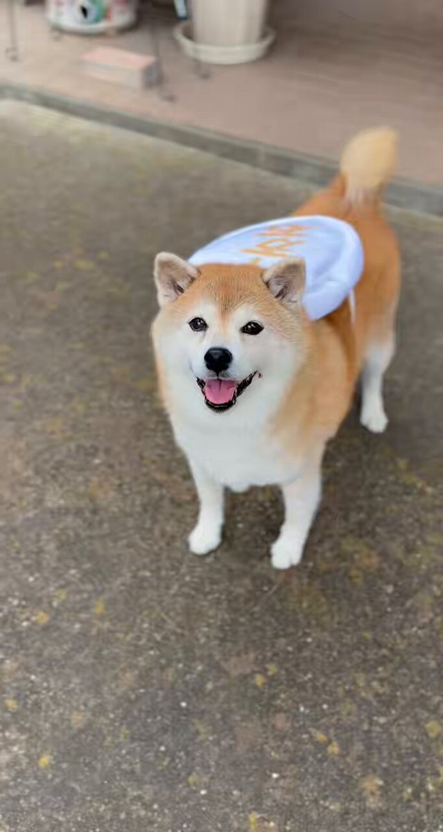 近所のオジちゃんが👴リュック見たいって☆ これから見せに行ってきます！🐕🐾 #柴犬