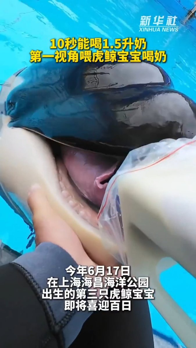 【Video】POV: You're bottle-feeding a baby killer whale. 🐋 Born on June 17, this orca calf is just 100 days old — and it drinks 1.5 liters of milk in 10 seconds, about a ton in 100 days.