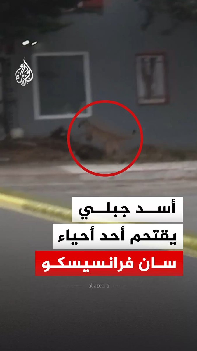أسد جبلي يقتحم حيا في سان فرانسيسكو بولاية كاليفورنيا الأمريكية ويتجول في شوارعه قبل أن تسيطر عليه الشرطة وفرق مكافحة الحيوانات #فيديو