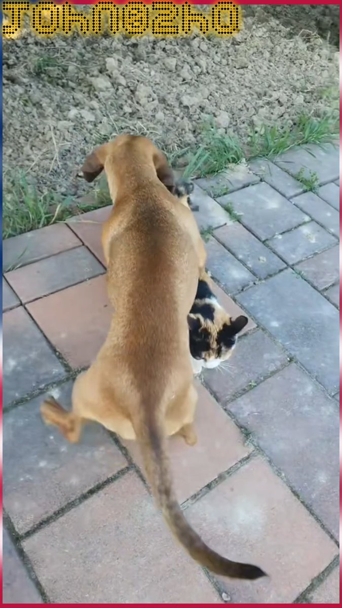 Dog is try to make mission possible to impossible 🤣🤣😂😂once again Funny family 🤣😂😂😂