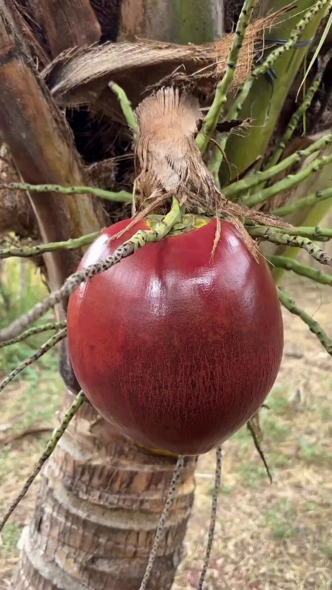 Wow😱 This Is What’s Inside a Burgundy Coconut! 🥥❤️
