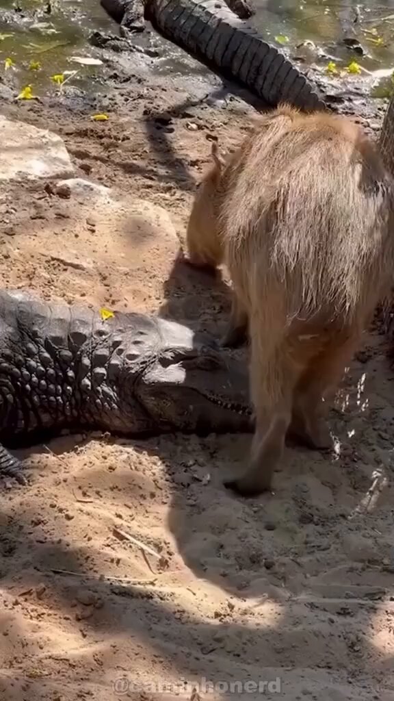 Bom sábado meus consagrados, se tem um bichinho que eu gostaria de ser na proxim vida seria uma capivara, quem não gosta deste bichinho, bom sujeito não é 😎😎😎😎😎😎😎😎😎😎