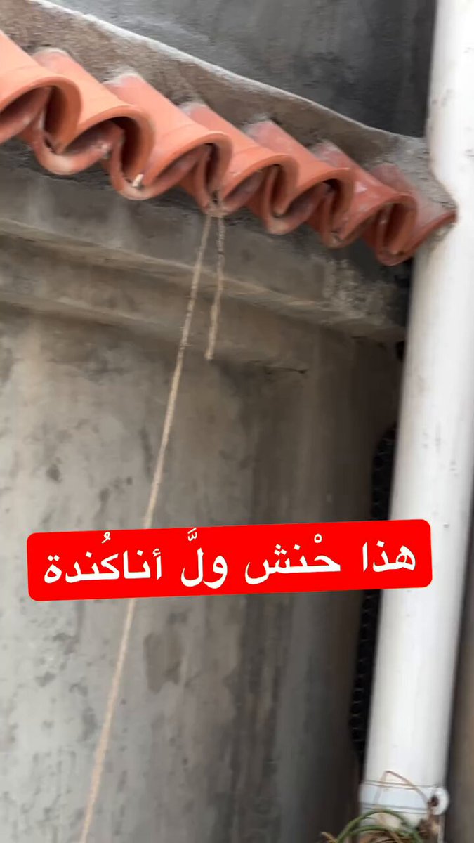 بكل هدوء وثبات، سيدة جزائرية توثق لحظة ظهور ثعبان أسود كبير داخل منزلها، قبل أن يتسلل إلى فتحة في الجدار ويختفي بداخلها. الغريب في الأمر أنها اقترحت سد الفتحة بالجبس حتى لا يتمكن من الخروج مجددا، وربما يموت في مكانه. لكن هل هذه الطريقة آمنة فعلا؟ وهل يمكن أن تمنعه من الخروج مجددا؟🤔🇩🇿