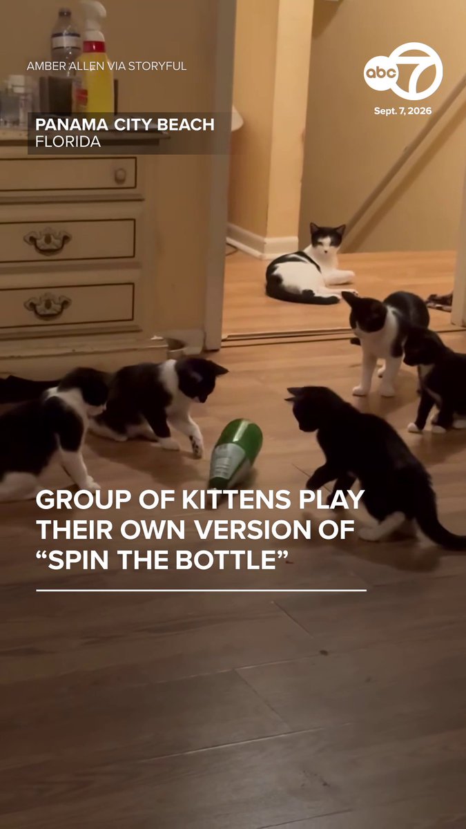 A batch of foster kittens were captured on camera playing their own version of “spin the bottle”, with the adorable scene recently shared on Instagram. Amber Allen, who captured the footage on September 7, said the kittens “found a glass bottle in my room and started to spin with their paws.” Footage shows five kittens surrounding the bottle as some of them paw at it, with another feline curiously observing from further away.