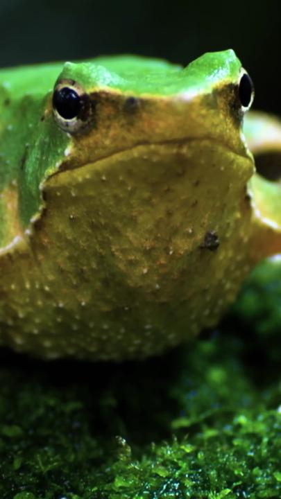 Does this count as a jump scare? #WildChile is now streaming on Disney+