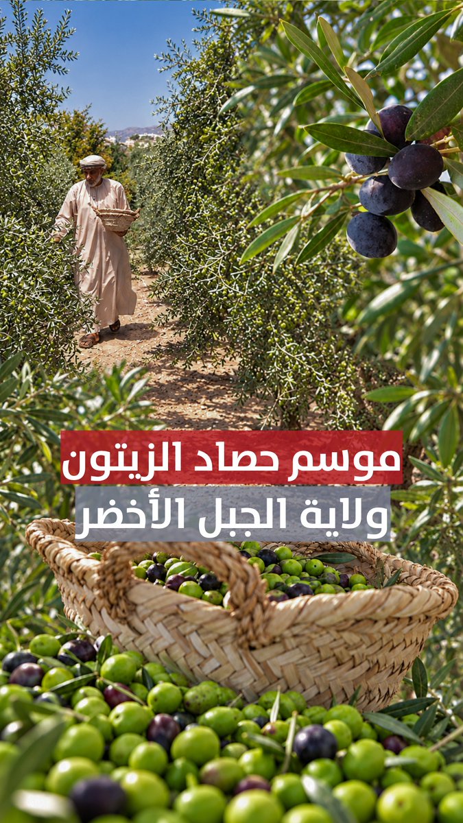 ▶️ موسم حصاد الزيتون في ولاية الجبل الأخضر. #مركز_الأخبار