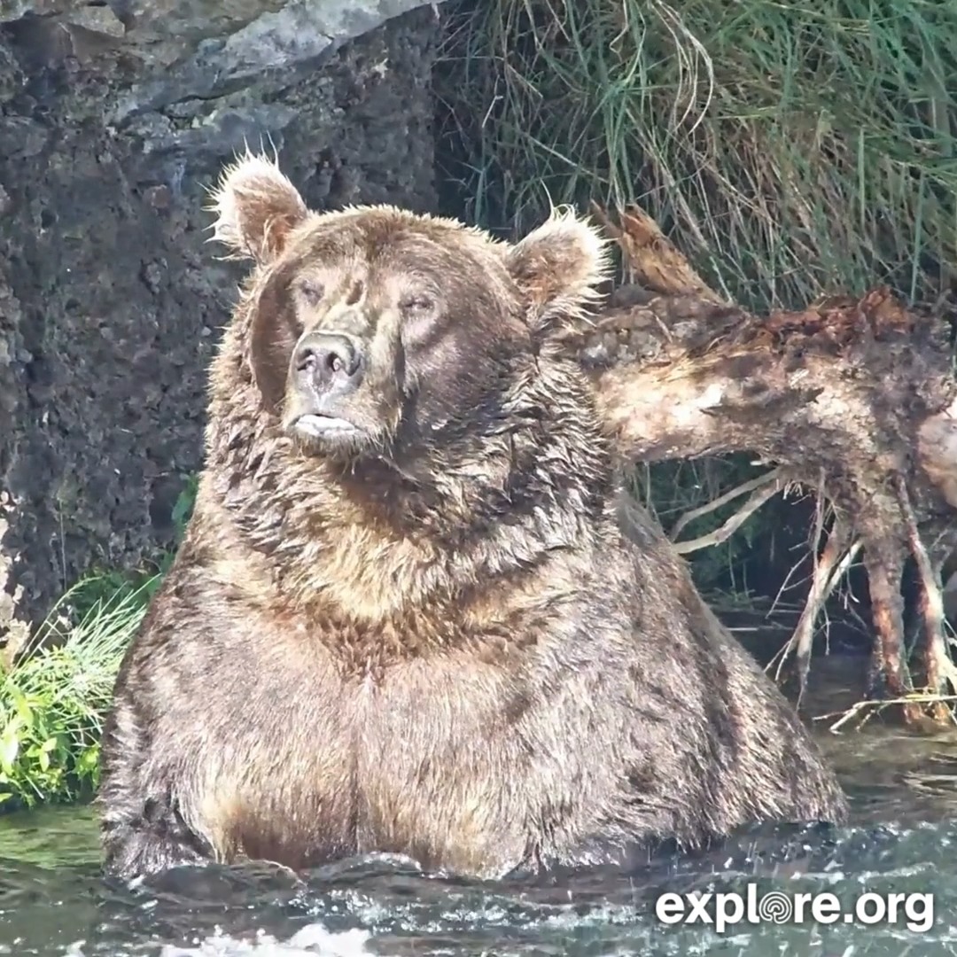Let's chat. Who do you think is a Fat Bear Week finals contender this year?