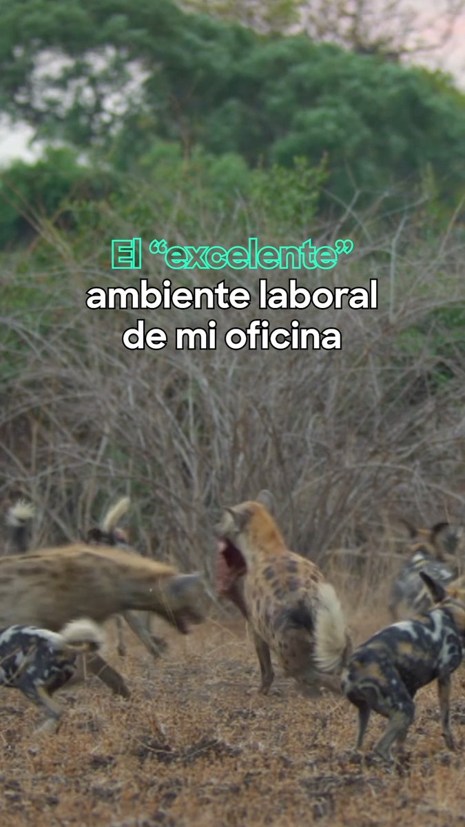 Parece chiste, pero es anécdota. #ElReinoDeLaSabana