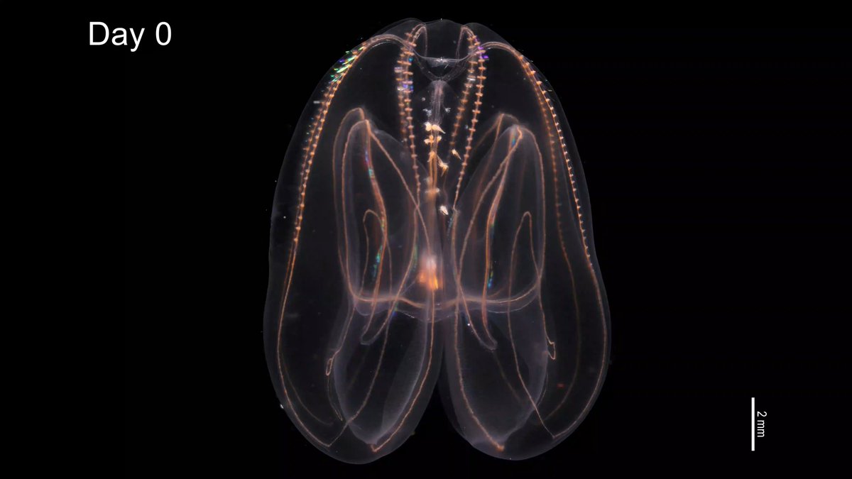 Ctenophores are considered “immortal jellyfish:” they have the Benjamin Button–like ability to reverse their development in the face of prolonged starvation or injury.