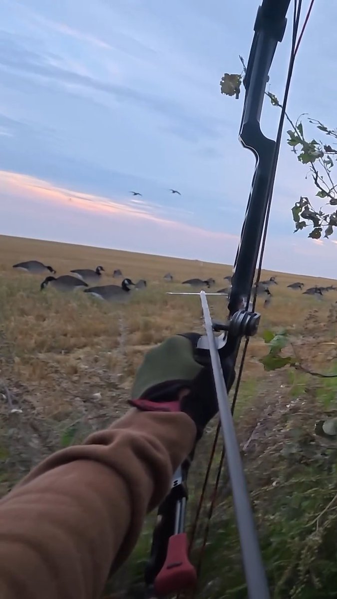 Have you ever tried this? 👀🏹🪿 📸@brokenwing_films #FindYourAdventure #outdoors #hunting #bowhunting #geese