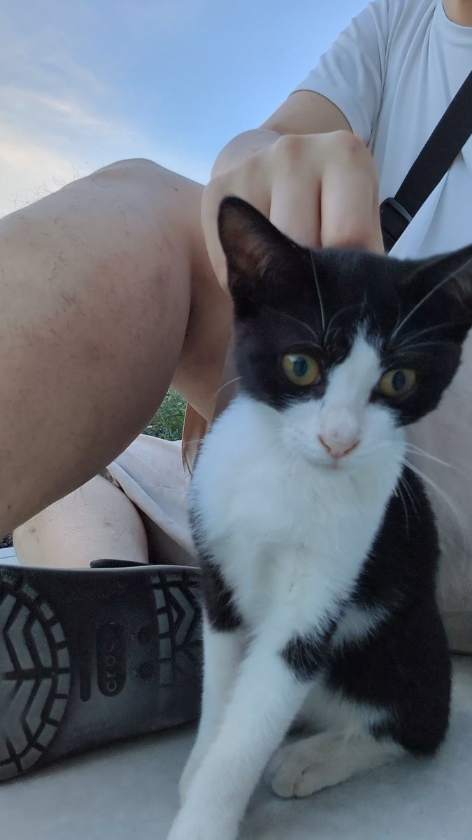子猫を撫でるお仕事してきました😌