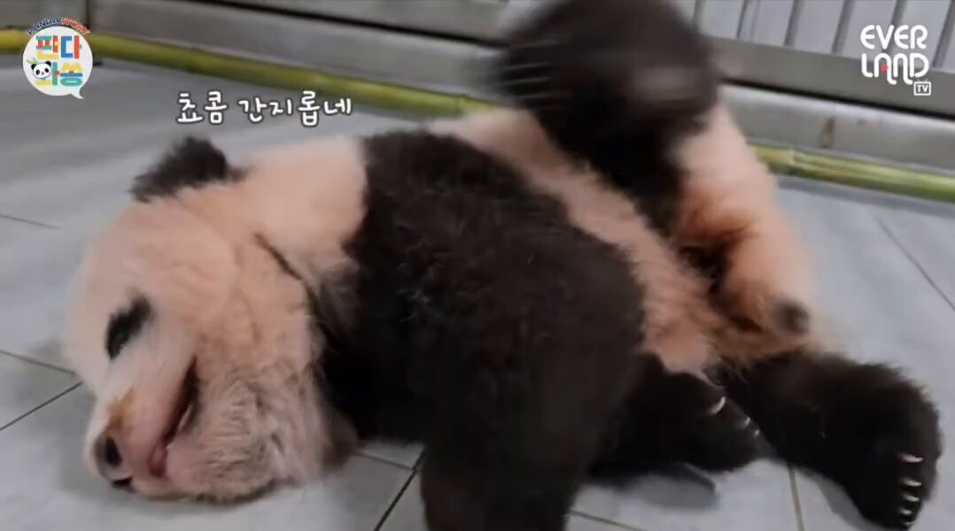 자기도 판다라고 뒷다리로 긁는게 너무 귀엽네