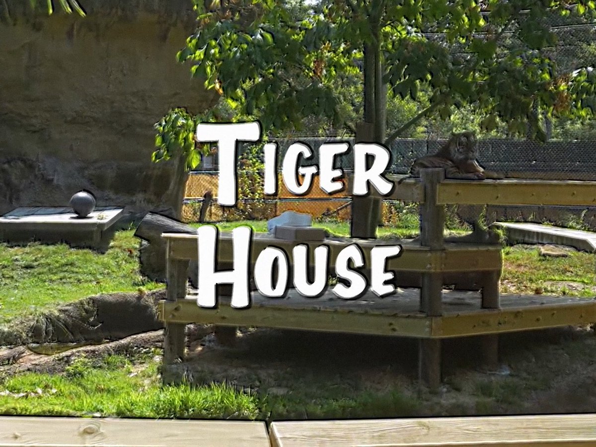 Everywhere you look, everywhere you go… there’s a tiger! Welcome to Tiger House, where the newest residents have officially gotten their names. We'd like to formally introduce you to Boneka (Bo-nae-ka) and Kari (Kuh-dee)! As Sumatran tigers, these girls have a special connection to Indonesia. Sumatra is a large island in Indonesia and the only place where Sumatran tigers are found in the wild. Their Indonesian names were chosen as an ode to their cultural heritage. Boneka, the Indonesian word for doll, was chosen in honor of Dolly Parton and Kari, the Indonesian word for curry, was chosen in honor of Tim Curry. These two little ladies are growing up fast, and before long, they’ll be ready to meet all of you. Until then, we’ll be bringing you along for all the tiny paws, big personalities and adorable milestones right here on social media. So, have mercy… there’s about to be a whole lot more tiger cub cuteness coming your way. Memphis Tigers #memphiszoo #GoTigersGo #babyanimals