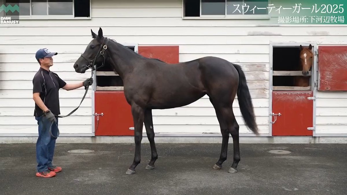 【関係者インタビュー】9/14🆕 スウィーティーガール2025(牝.1歳) 父 #コントレイル 生産 下河辺牧場 厩舎 杉山晴紀/関西 募集総額 5000万円/ 2000口 一口金額(一括) 25000円 一口金額(分割) 6250円(4回) 10%キャッシュバック 2500円 バヌーシー ▽詳細はこちら