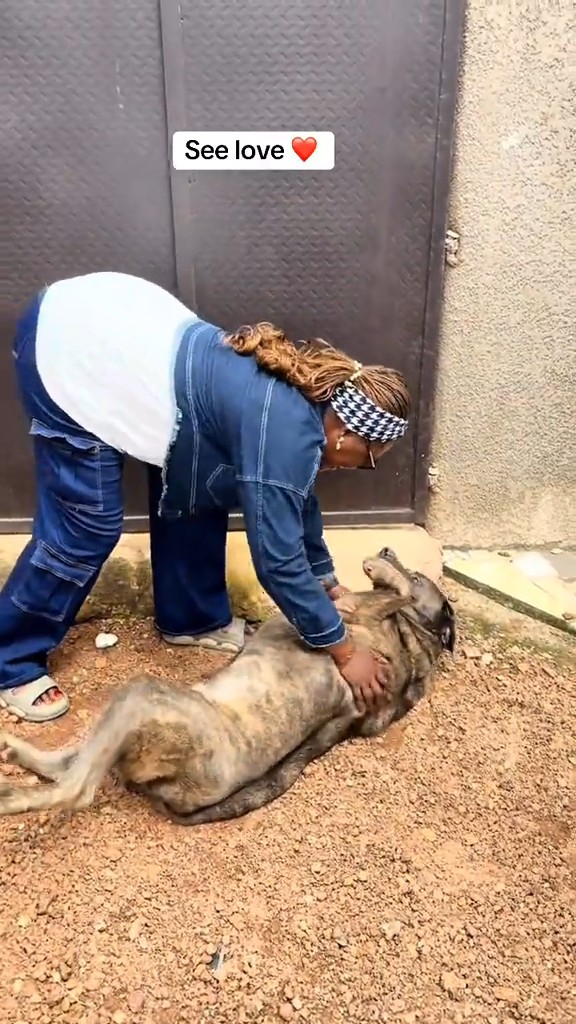 Emotional moment between a dog and its owner after they reunite following a long time apart. 📹: Chi Chi_godwin // TT