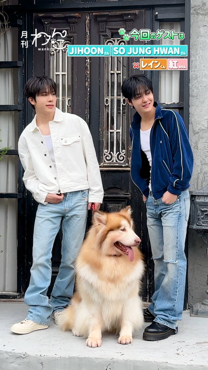 YouTube配信しました!🐶🐶 【TREASURE】JIHOONさんとSO JUNG HWANさんが遊びに来てくれました!(アラスカンマラミュート|月刊わんこ撮影オフショット)本編はYouTubeへ→ YouTubeより #TREASURE TREASURE JAPAN OFFICIAL #ジフン #ジョンファン #アラスカンマラミュート