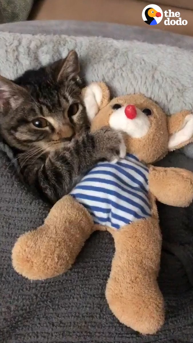 Sweet dreams 😽💤🧸💞