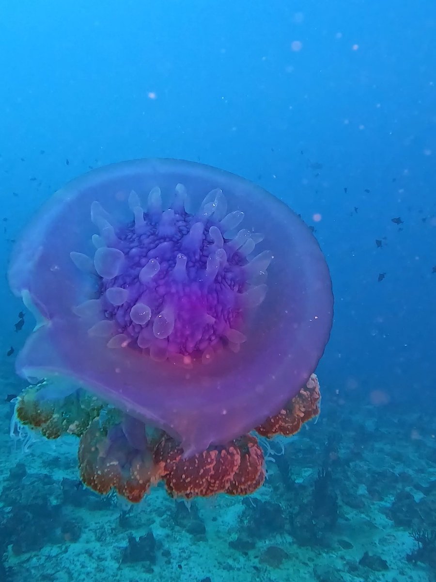 What would you name this species? 🤔 Captured by $500 GoPro Award recipient Francisco Lula in the Maldives 🪼 #GoPro #WildlifePhotography #Jellyfish #Scuba