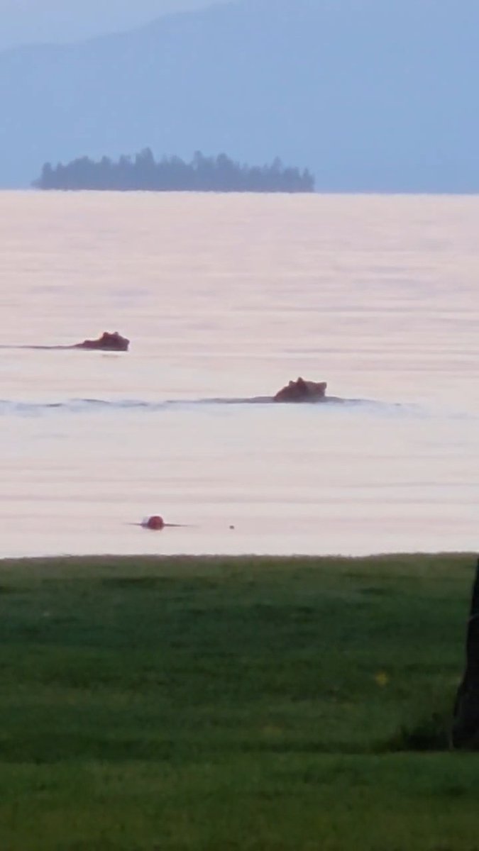 GRIZZLY BEAR VIDEO: Check out these grizzly bears spotted swimming in Polson Bay. Thank to Aaron Gerard Ouellette for the video. Send us your favorite Montana videos: