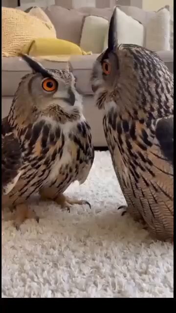 Something serious discussion is going on...