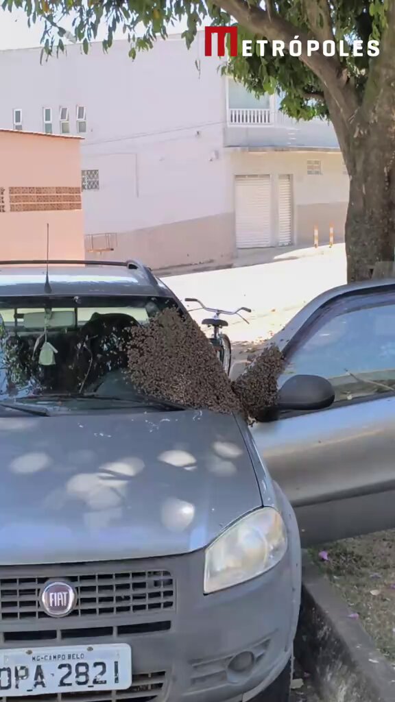 maluco no pelo sem nenhuma proteção mexendo nas abelhas😳 pq elas nao atacaram sendo que ele pegou a rainha?