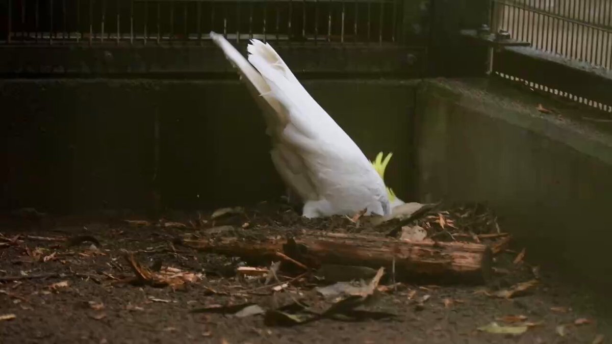 おはようございます‼️ 今日は敬老の日なのでご長寿のキバタン🐦 1985年生まれの41歳❗️元気に穴掘りをしていました☺️ ちなみに越谷は朝から大雨です💦 みなさんも道路の冠水や交通機関の運行状況にご注意ください🚨 #キバタン #長生きしてね #敬老の日 #本日無料開園 #キャンベルタウン野鳥の森
