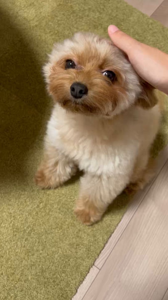 なでてたらうっとりするのかわいすぎるて何度言えばわかるの！！！！！もう！！！！天才！！！！！