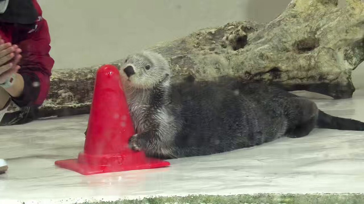 ※動画です 「コーンを持ってジッ…」を長時間こなすキラちゃん🌟 #鳥羽水族館 #ラッコのキラちゃん