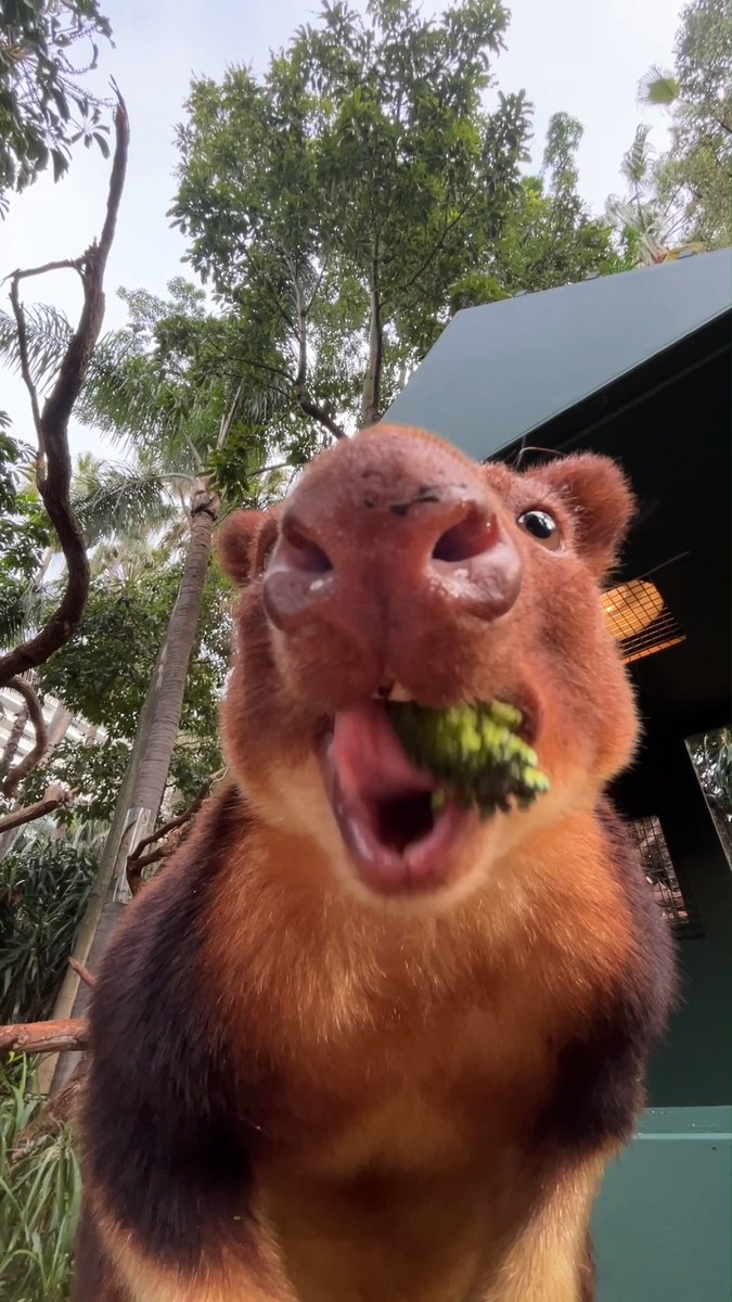 New tree kangaroo, who dis? 😍 Six-year-old Taro is the latest addition to our Goodfellow's Tree Kangaroo family. The young male is settling in well, spending his days high in the treetops and keeping a close eye on neighbour Muku👀 📷 Keeper Bronte