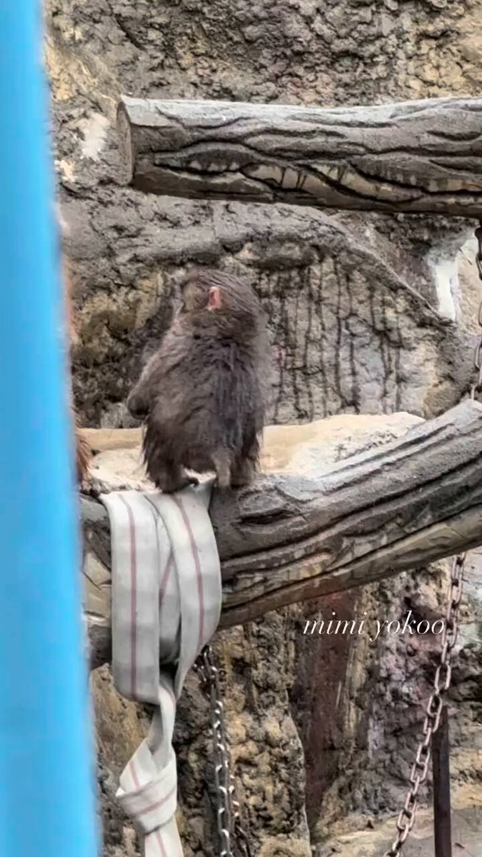 Ma quanto amore c'è tra Moe e Punch🥹🩷🐒