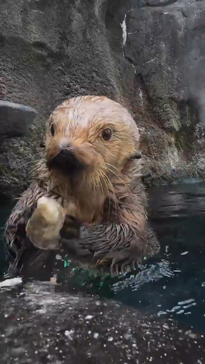 Happy Sea Otter Awareness Week!