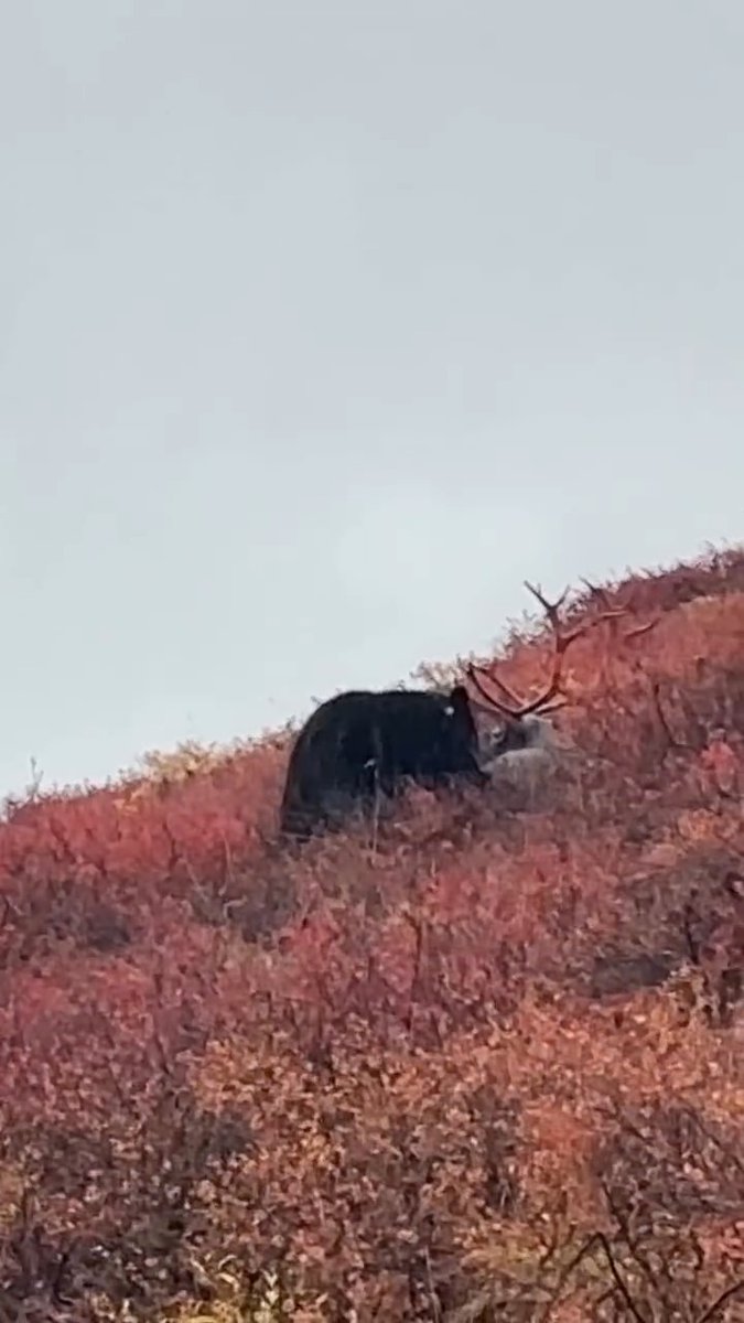 Crazy video from Colton, who hit a caribou a bit high due to ranging issues, and when they went to finish it off, a black bear charged in. His buddy Adam was waiting till spring to use his last bear tag but he did what he had to do. Congrats to these guys for handling the situation with such control. 📸@limitlessoutdoors_official #FindYourAdventure #outdoors #alaska #bear #caribou