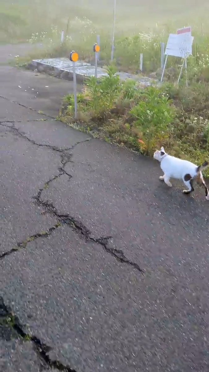 今日も来てくれたので一緒にお散歩しました