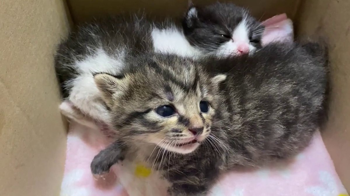 シャーシャーしている途中で寝ちゃう赤ちゃん猫