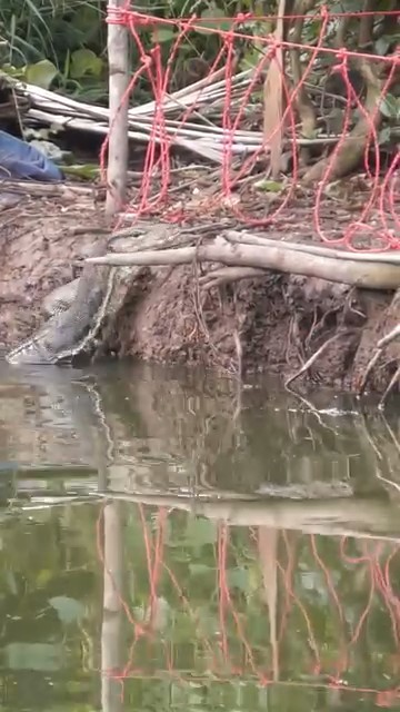 Apa saking miskinnya orang-orang ya biawak pada ditangkepin, mereka mikir apa itu rantai makanan gak sih? terus kalo ditangkapin terus siapa yang mangsa ular? 😅