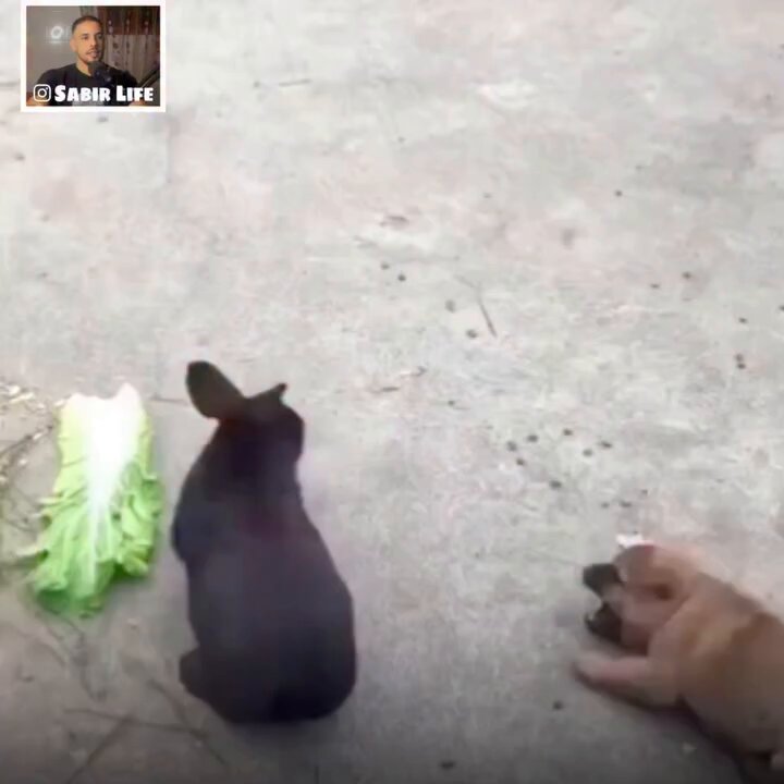 Rare footage that happened to be captured by the camera 😳📸