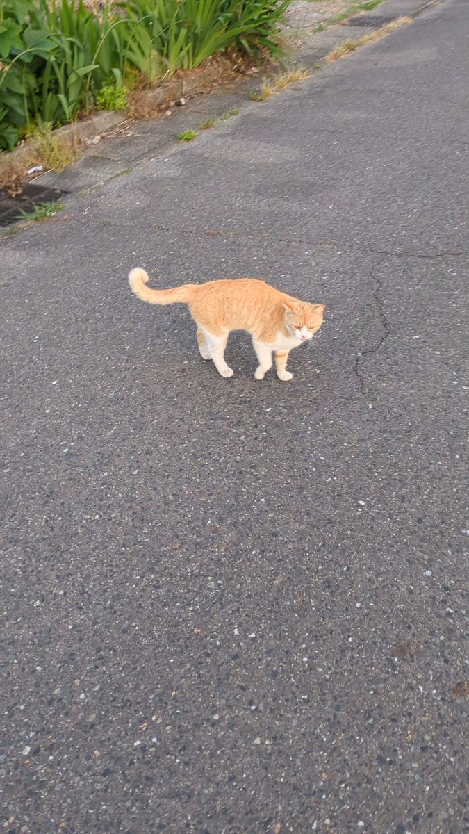 アイドルねこさん🐈️とお散歩しました