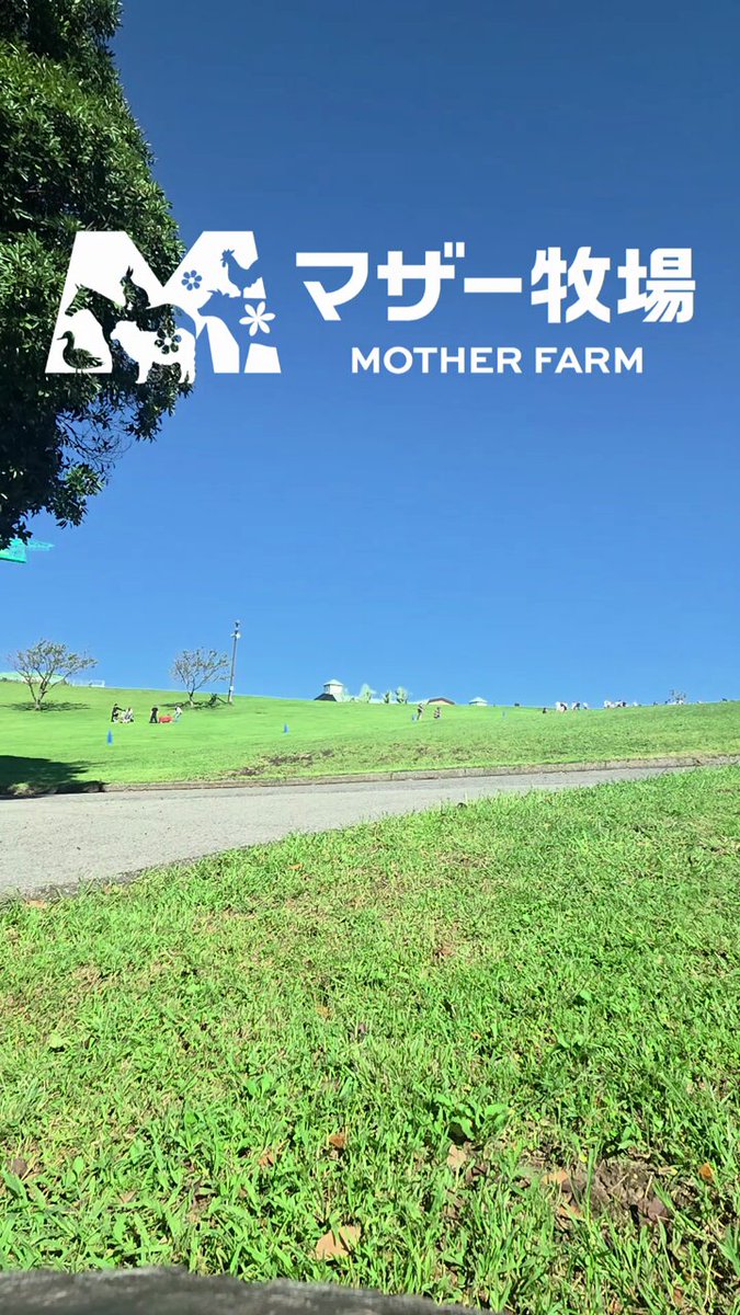 ＼明日がラスト！／ マザー牧場で開催している約200頭の羊を大放牧する「ひつじの大放牧」🐏 今日のひつじの大放牧終了後の帰宅の様子をお届け♪ 明日が最終日となっておりますので、駆け込みマザー牧場を羊たちもドドドッとお待ちしております♥ 詳細はHPをチェック✅