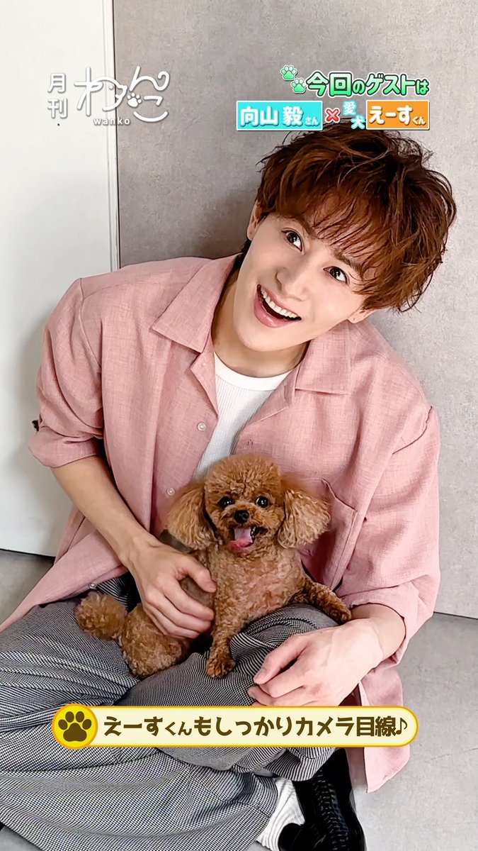 【YouTube】配信しました!🐶 SHOW-WA向山毅さんと愛犬えーすくんが遊びにきてくれました!(トイプードル|月刊わんこ撮影オフショット)本編はYouTubeへ→ YouTubeより #SHOW_WA #向山毅 #トイプードル