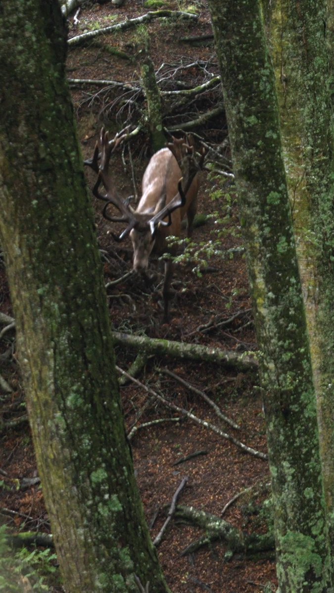 The adventure of a lifetime starts now! 🏔️🦌 Pat and Nicole's two sons embark on their very first New Zealand hunt, chasing giant red stags through some of the most breathtaking backcountry on earth. Family, adventure, and unforgettable firsts collide in an episode you won't want to miss! Driven with Pat & Nicole | All-New Tonight at 8 PM ET 🔥📺