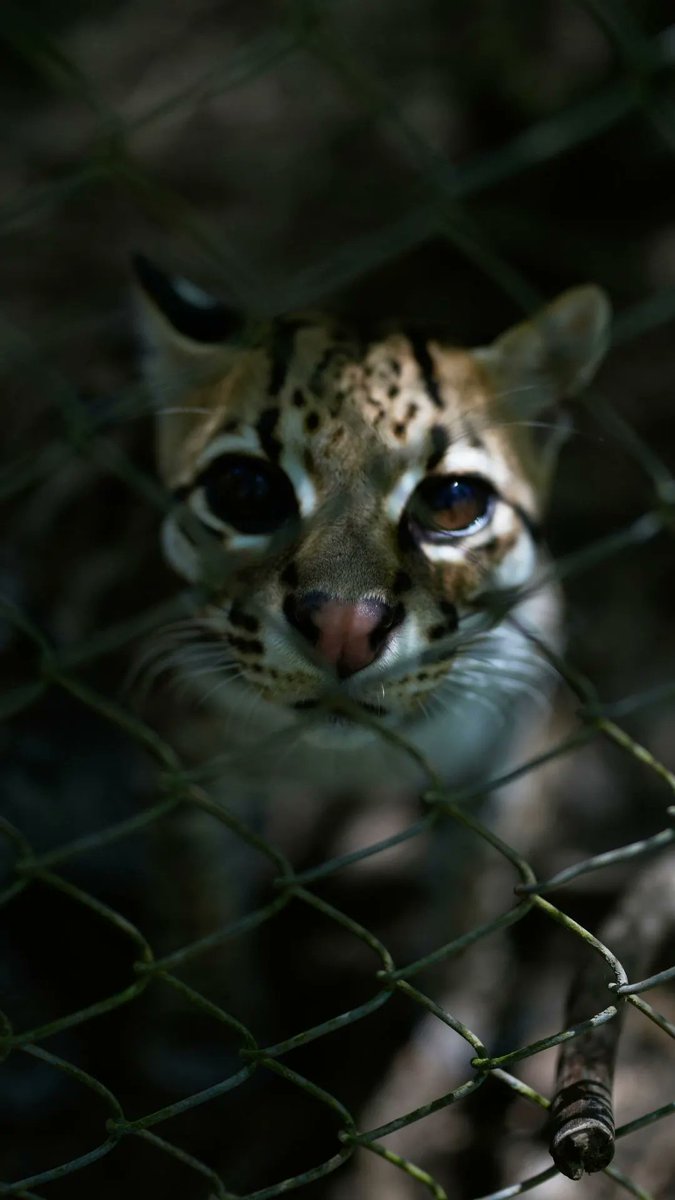 A previously unknown cat species has been identified at a wildlife sanctuary in Bolivia, where the feline had been living for years after being taken in by a local family. This marks the first time scientists have named and described a new living wild cat species in more than a century.